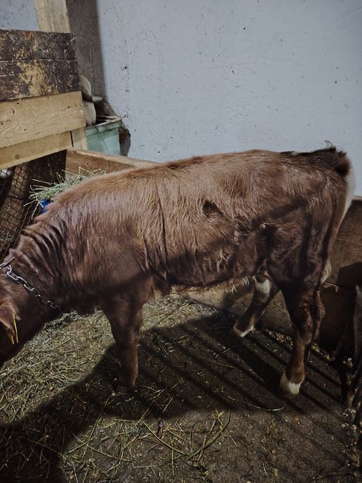 Vând vițea mai multe detalii la telefon