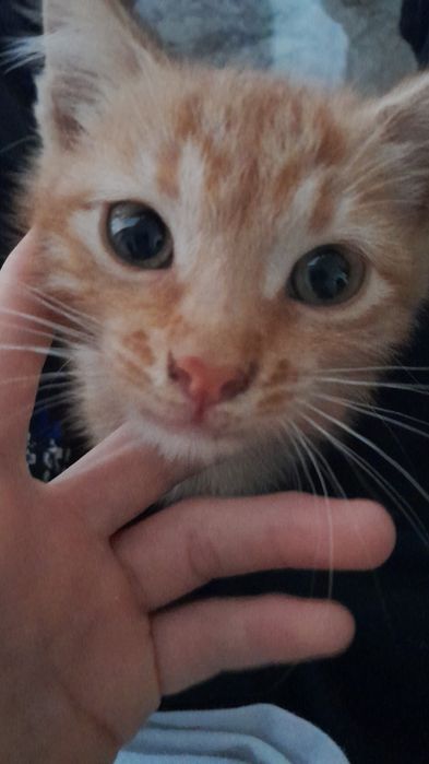 Отдам котёнка в хорошие руки бесплатно