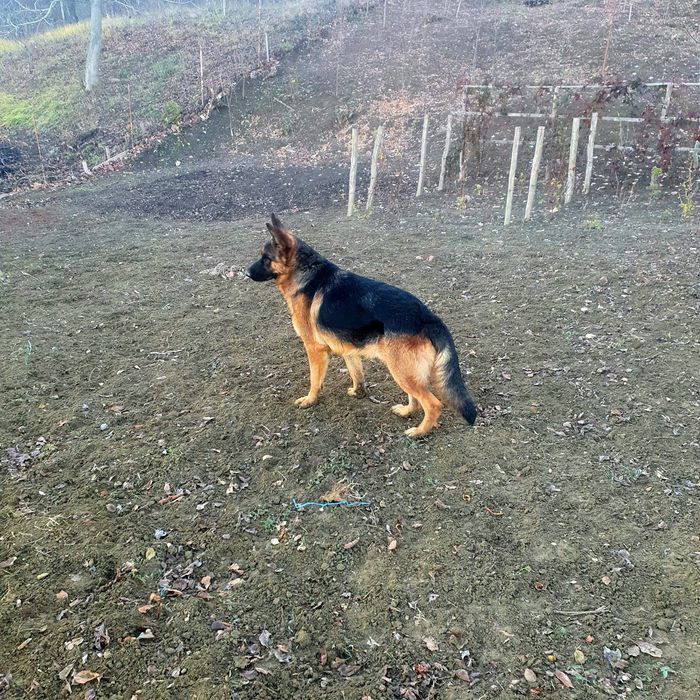 Mascul foarte bună de pază