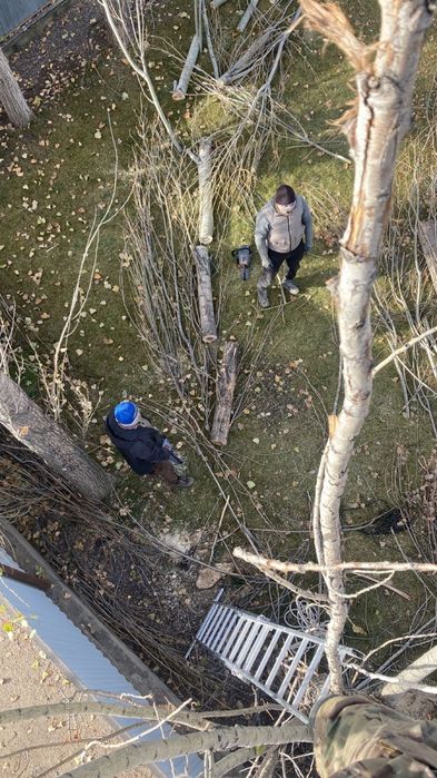 Обрезка деревьев Актобе Ағаш кесу