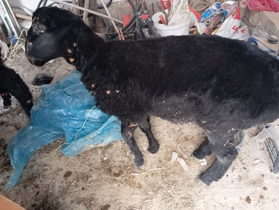 Qòchqorcha sotiladi