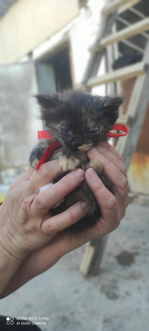 Котята бесплатно