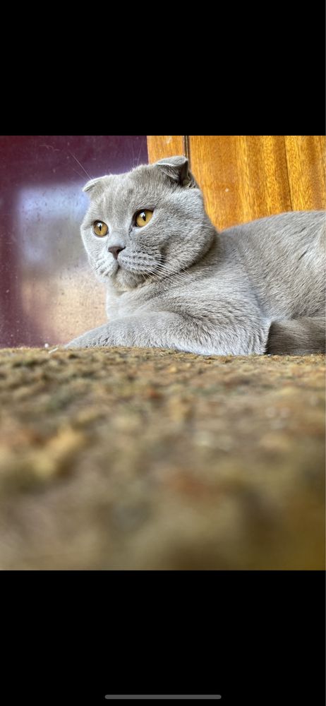 Шотландский кот на вязку (фолд)