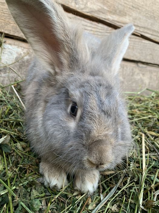 Vand iepure mascul cuminte