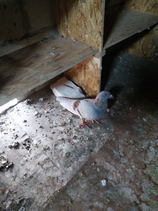 Porumbei voiajori  pui nezburati și maturi