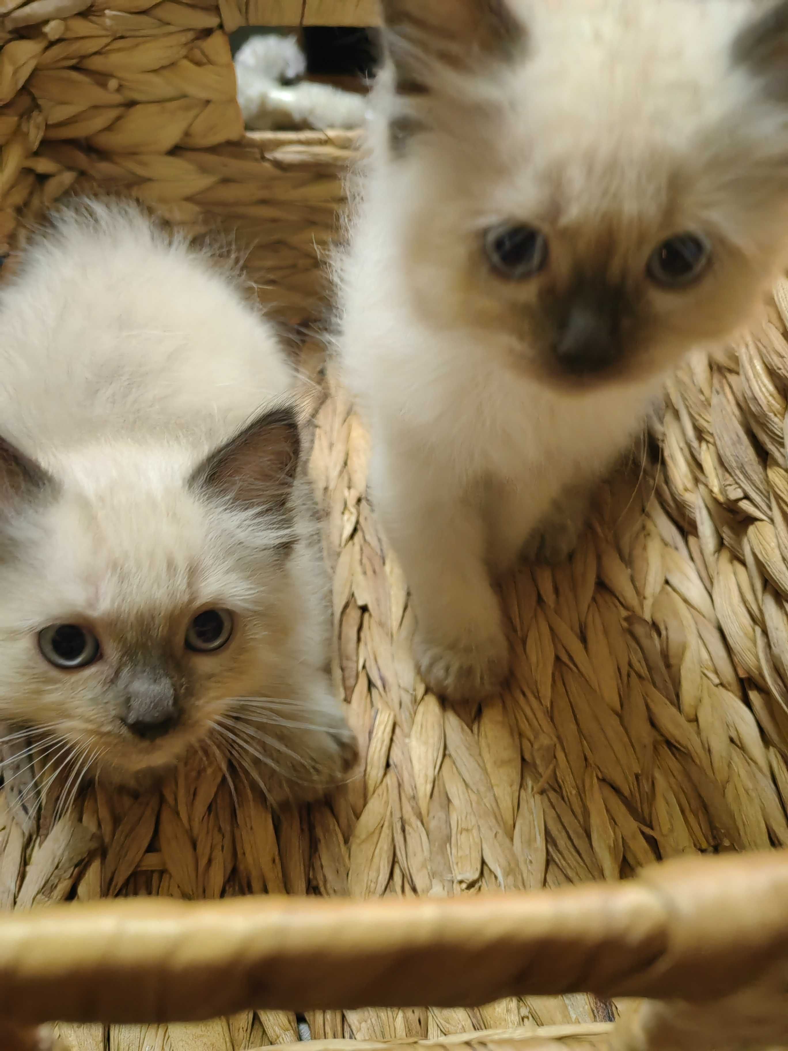 Чистокръвни котенца Ragdoll