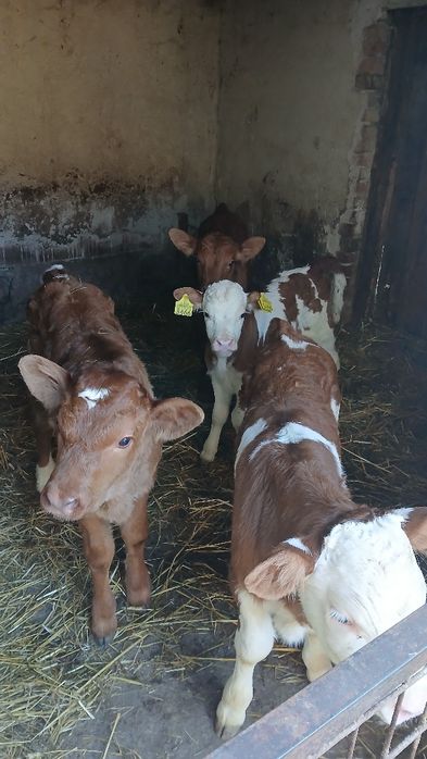 Vand 4 vitei angus si baltata