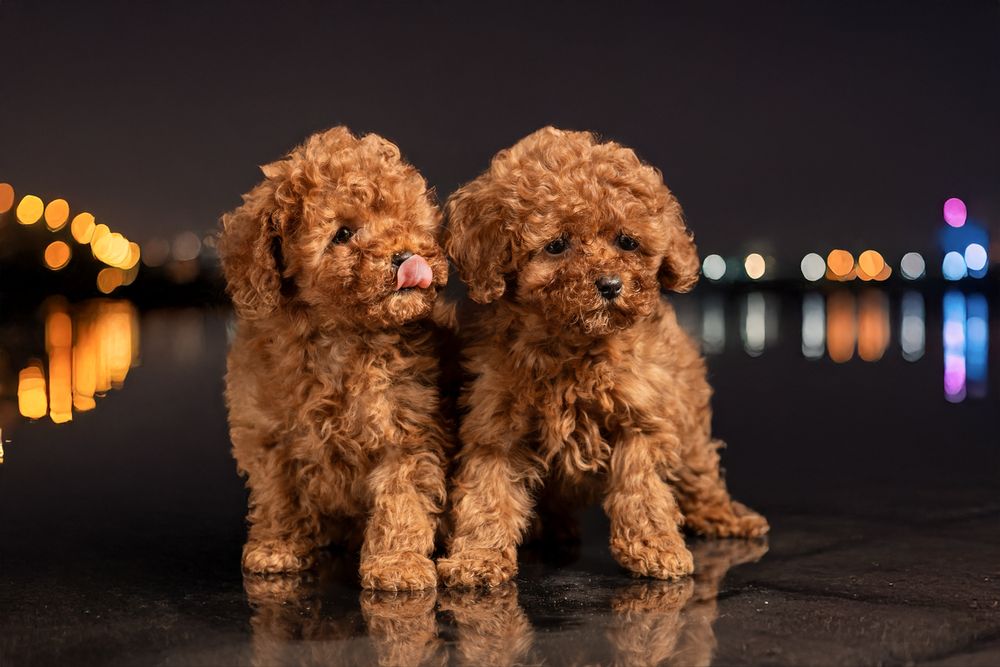 Пудел Poodle FCI pedigree