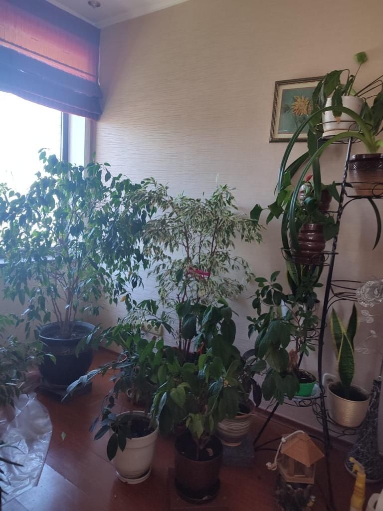 Комнатные растения в горшках комнатные