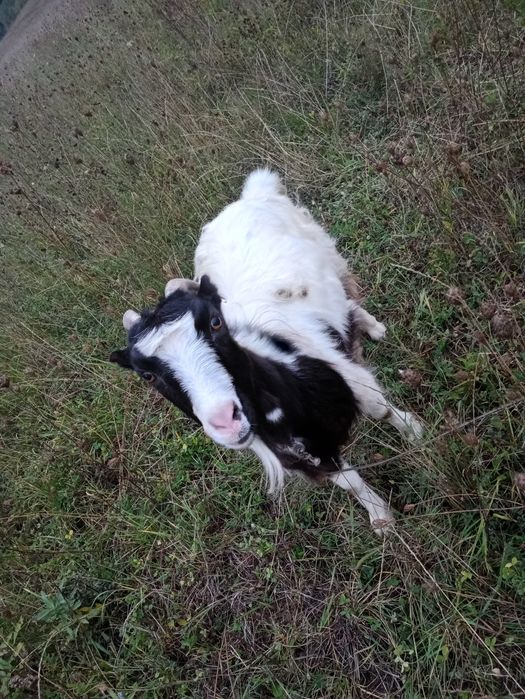 Vând capra și țap de doi ani .Mai multe detali in privat