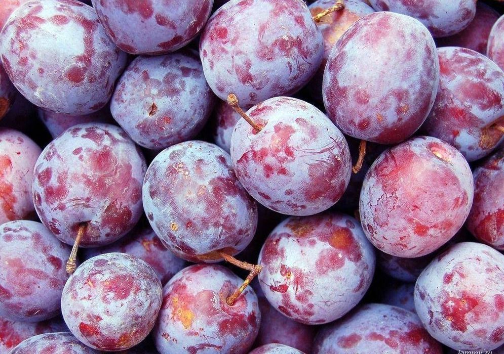 Prune de țuică  ( palinca )