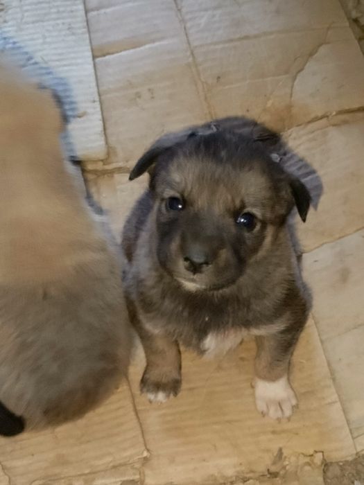 Отдам щенят в хорошие руки, 7 щенят