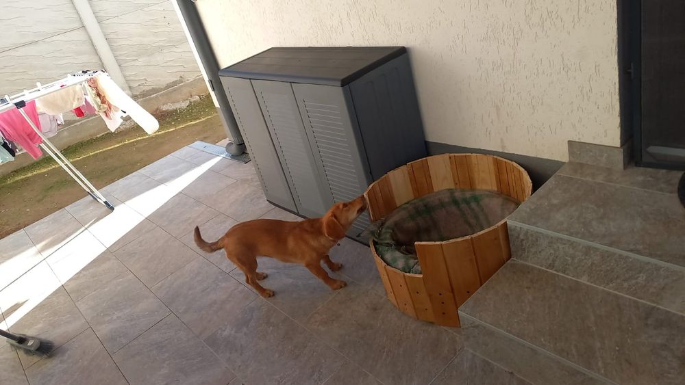 Donez cățelușă talie mică