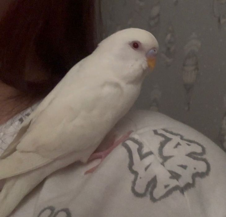 Альбинос с клеткой