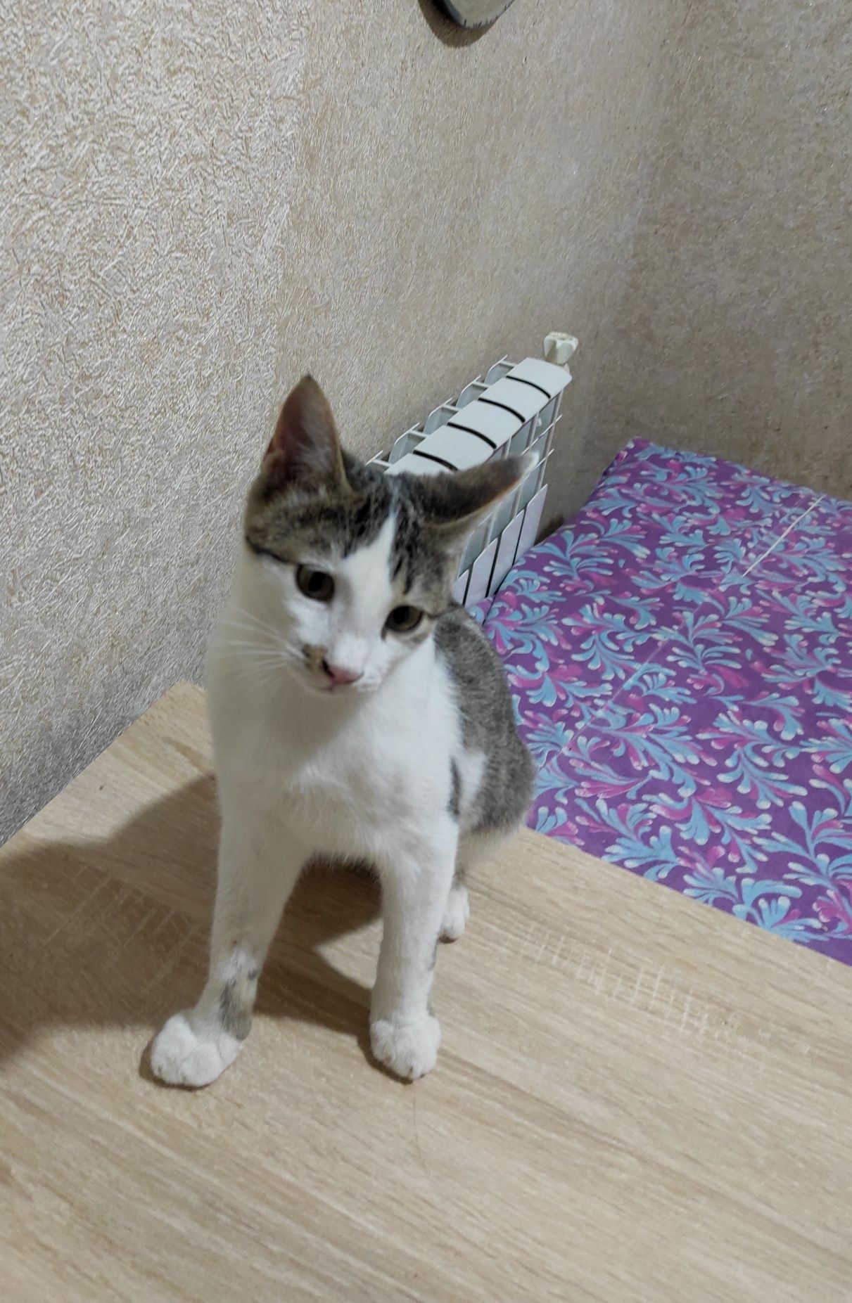 Пристраиваются котята