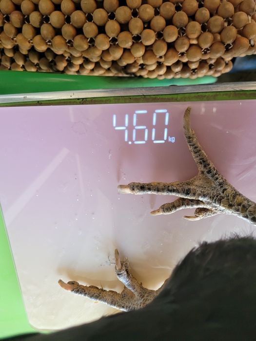 Dakan tovuq sotiladi