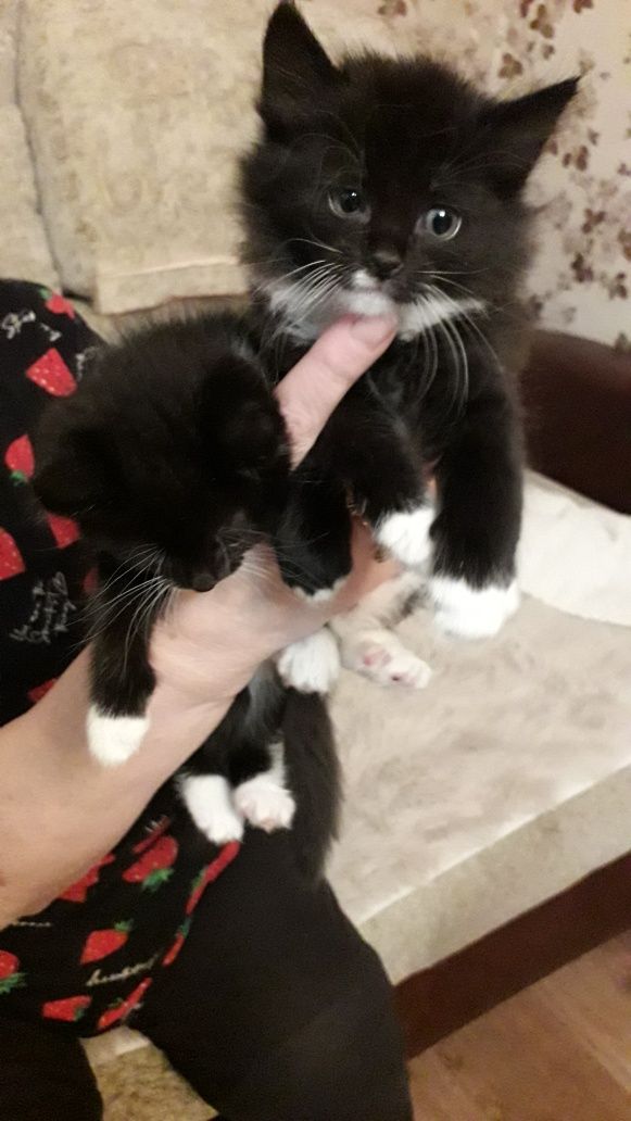 Отдам котят ответсв,людям, мальик и девчка