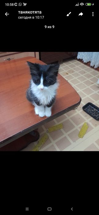 котик мальчик и кошечка девочка