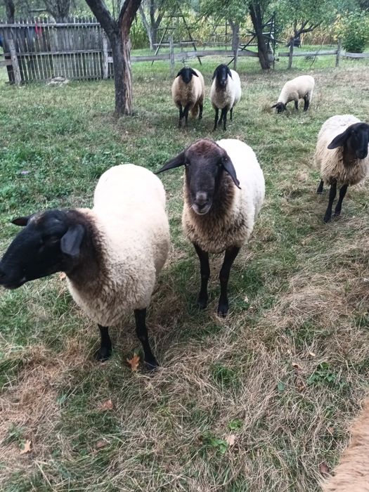 Vand oi carabas sarbezc de prasila