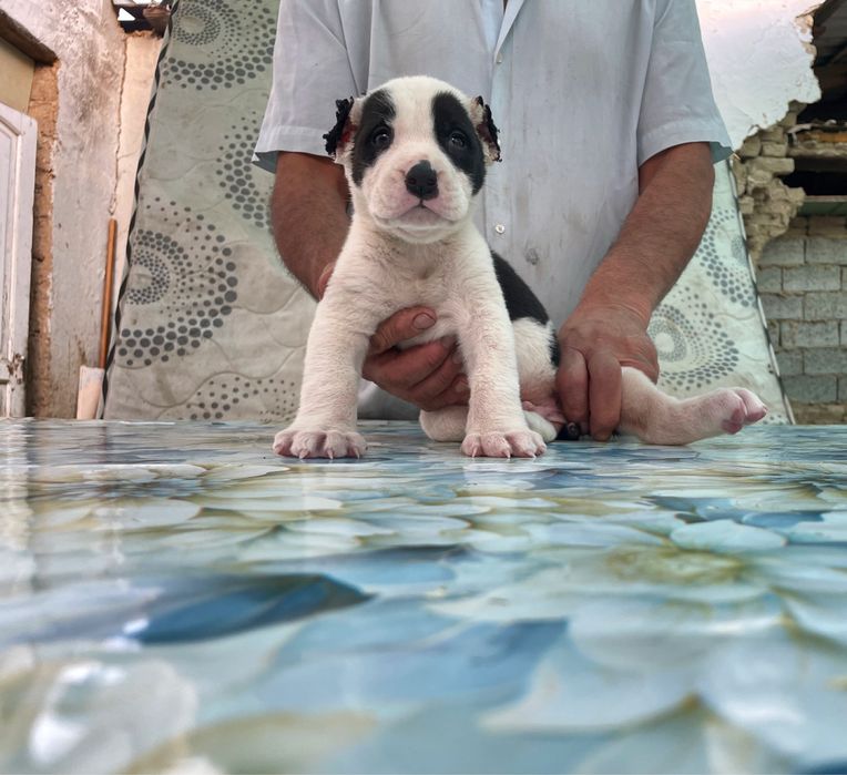 Щенок Алабая ( туркменский ) чистокровный )