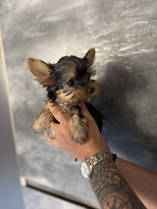 Йоркширски териери