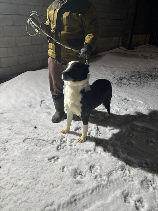 Отдам САО  сука 3года