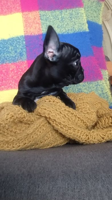 Bulldog francez Femelă