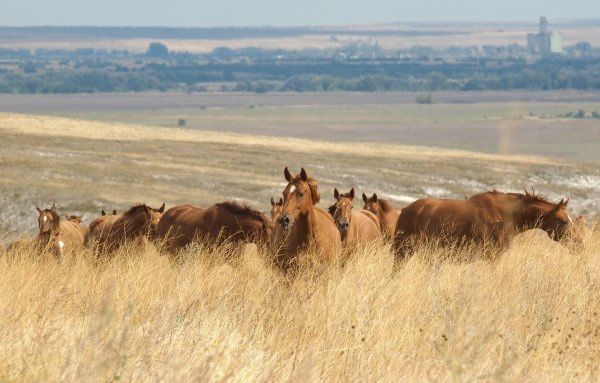 Продам кобыл количество много. Бие сатамыз үйір үйірмен болады
