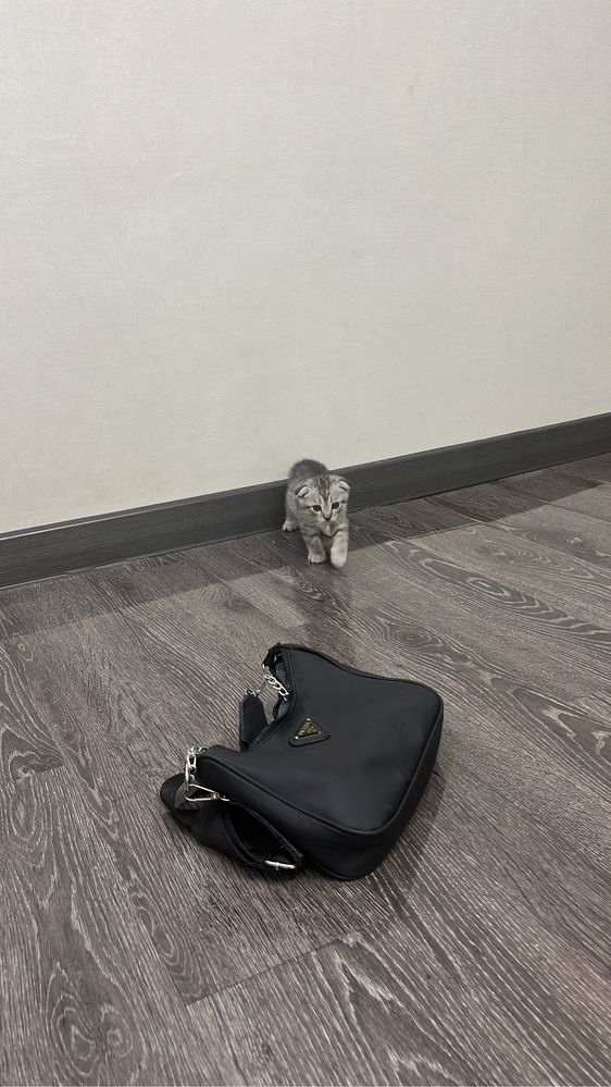 Вислоуха котенки