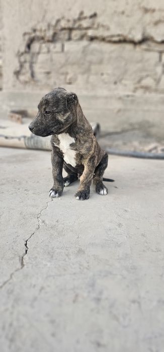 Кучик сотилади пидбул