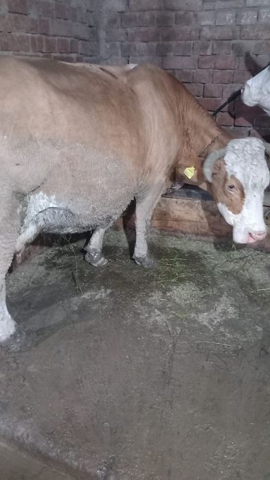 Vaca de vânzare, gestanta in 7 lun Sangeri