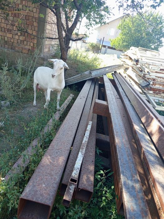 Продам стельная коза