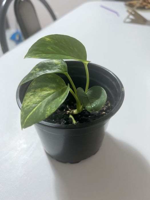 Комнатные цветы сциндапсус