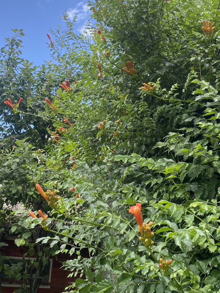 Planta cataratoare luleaua turcului