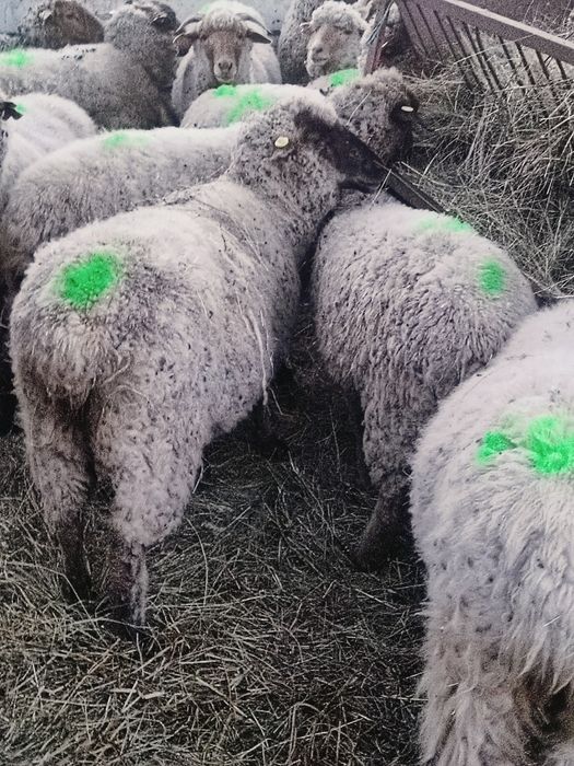 Oi la prima fătare de vânzare