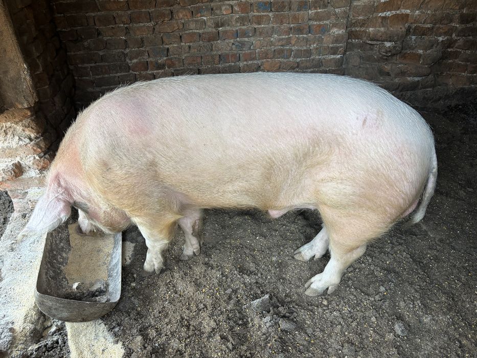 Продава се нерез