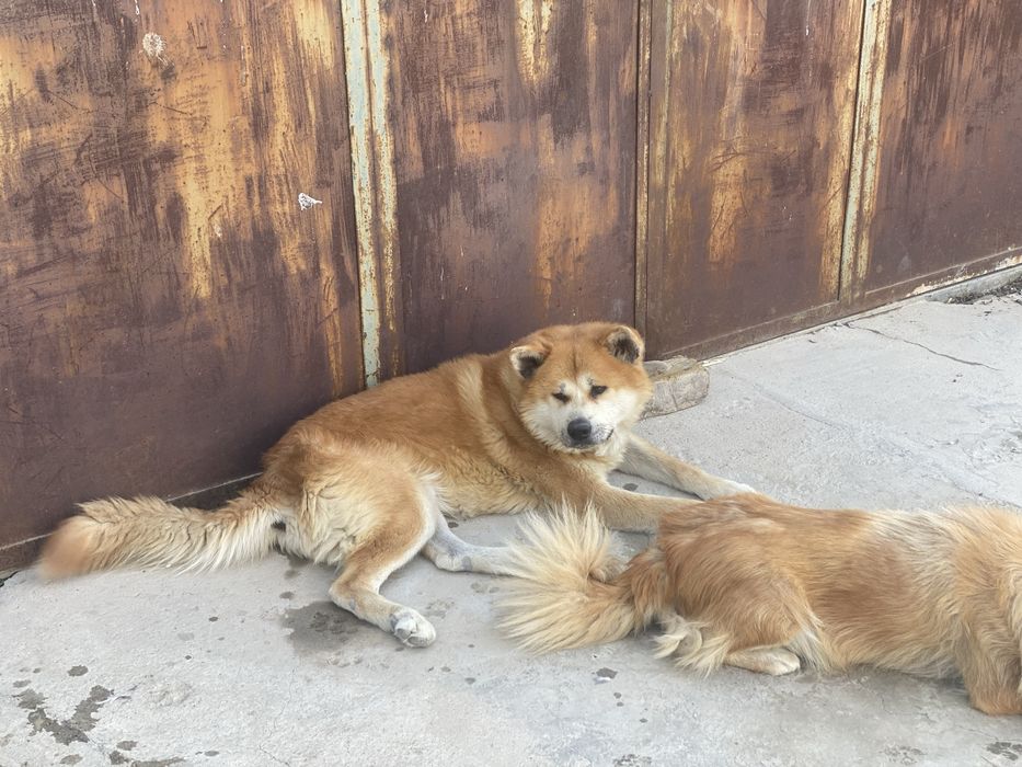 Продаются щенки Акита-ину!!!