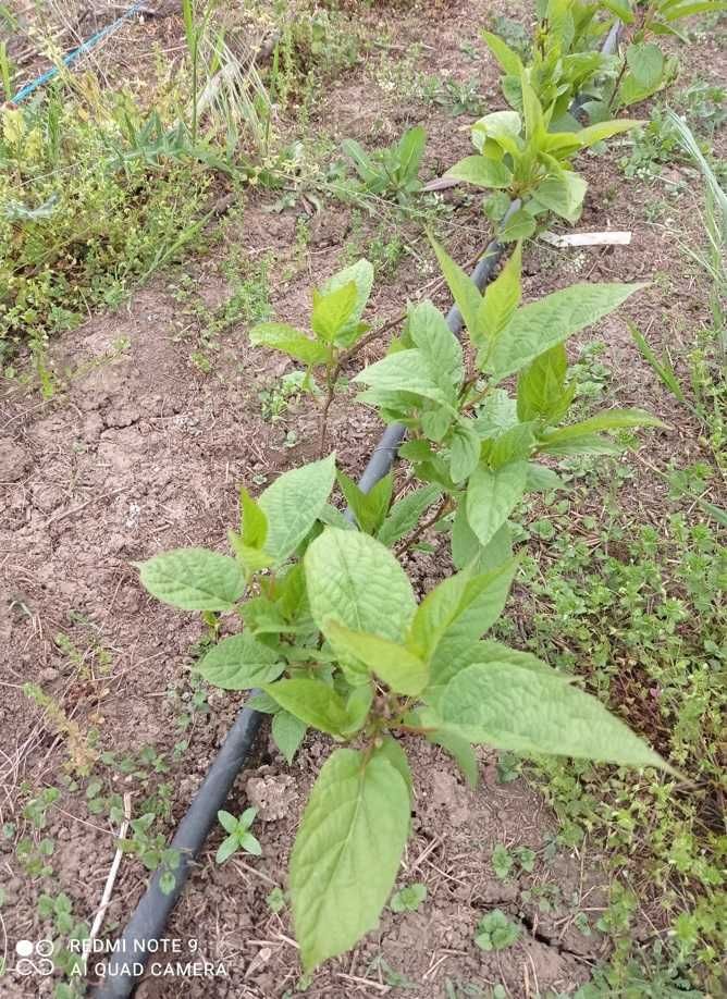 Kiwi Aktinidia Arguta Jenny un soi autofertil