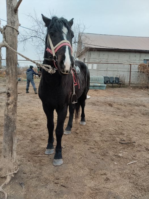Айғыр сатылады полутяж