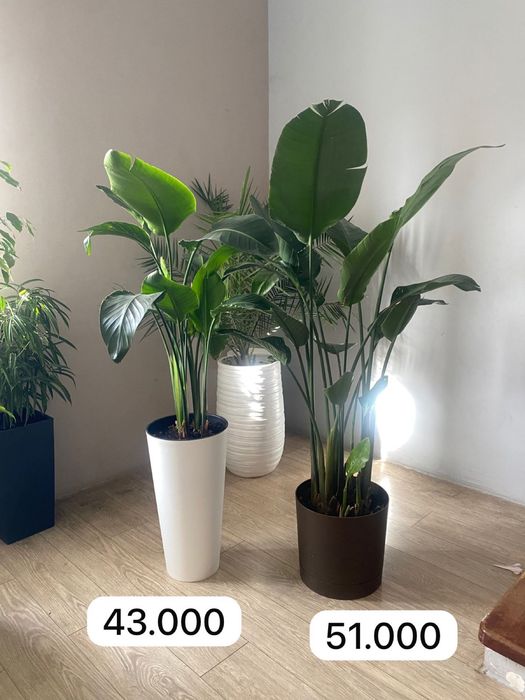 Стрелиция николая Пересаженные цветы дерево цветы для офиса озеленение