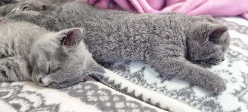 Pui british shorthair blue cu pedigree