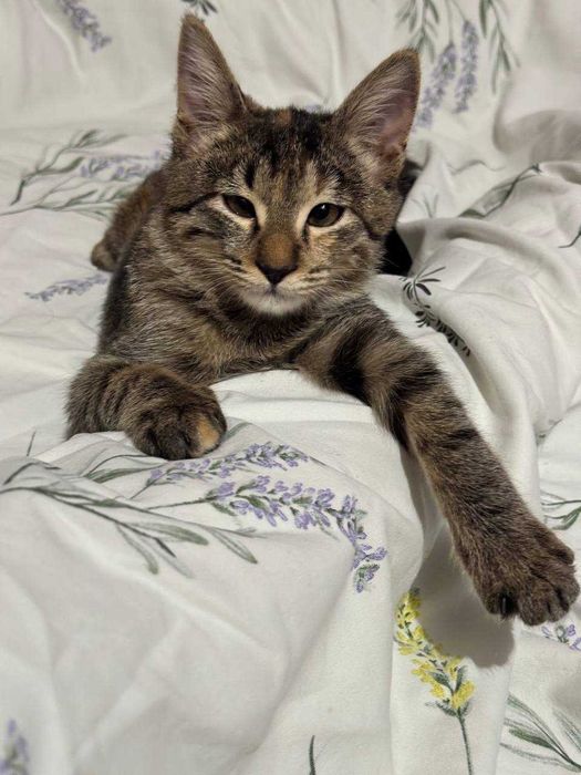 Котенок девочка окрас Табби 4 месяца. Бесплатно. Привита, есть паспорт