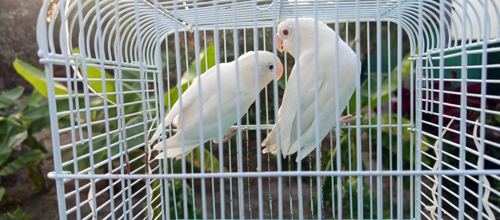 Срочно продам попугаев неразлучники Альбину
