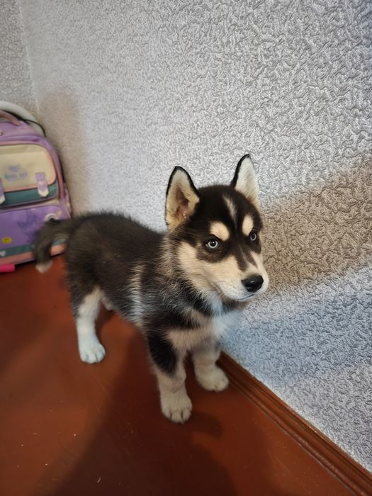 Щенки хаски сибирские