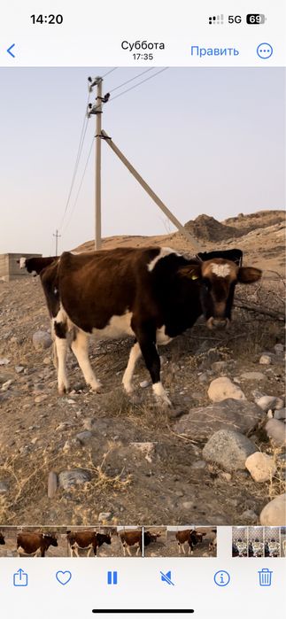 8х747х546х05х94вацап Бұзаулы сиыр сатылады