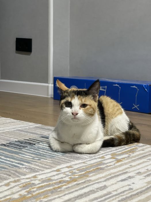 Кошечка подросток  Ищет дом Срочно