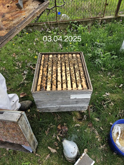 Vând familii albine