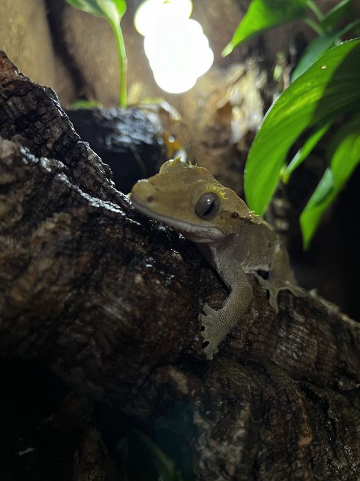 Реснитчатые гекконы бананоеды