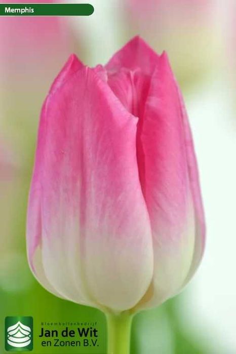 Луковицы тюльпанов (Лола)