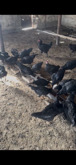 Кора товук (домашние куры)